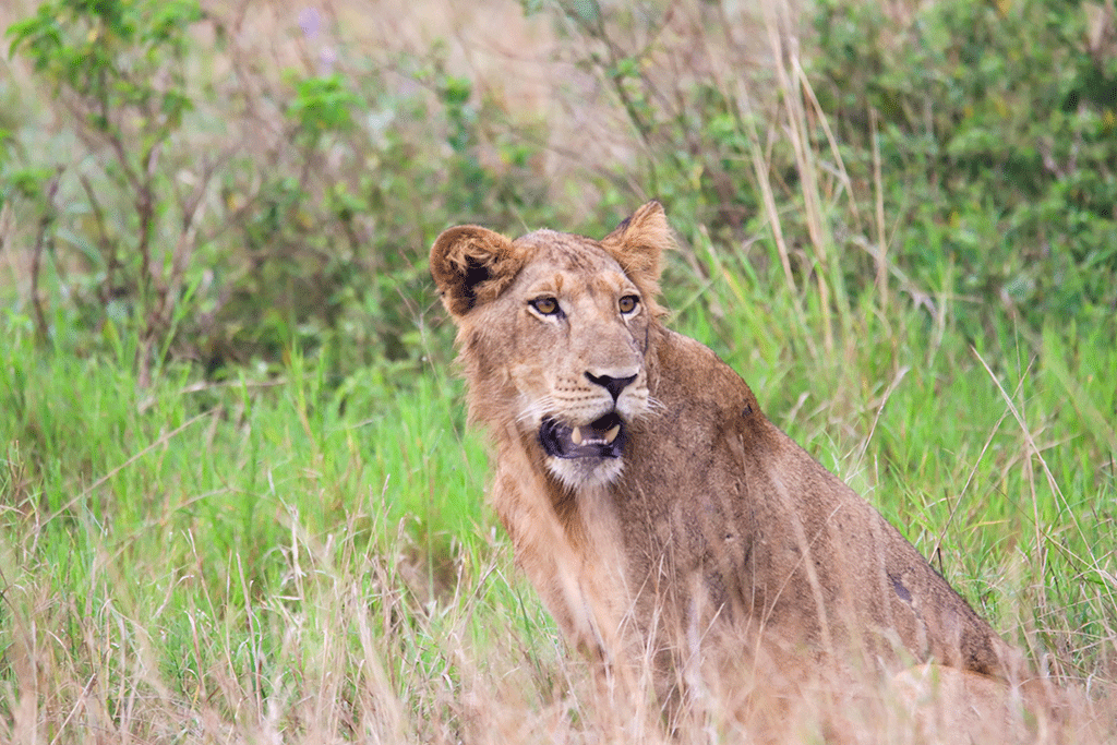 queen-elizabeth-national-park