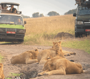 Game Drive-QENP