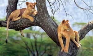 3 Days Queen Elizabeth National Park Wildlife Safar