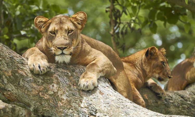 3 Days Queen Elizabeth National Park Wildlife Safari